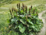 フランス ツール･ド･モンブラン 高山植物