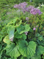 フランス ツール･ド･モンブラン 高山植物