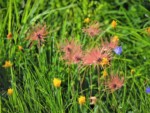 フランス ツール･ド･モンブラン 高山植物