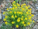 フランス ツール･ド･モンブラン 高山植物