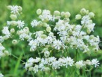 フランス ツール･ド･モンブラン 高山植物