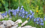 フランス ツール･ド･モンブラン 高山植物