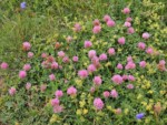フランス ツール･ド･モンブラン 高山植物