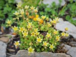 フランス ツール･ド･モンブラン 高山植物