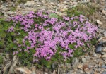 フランス ツール･ド･モンブラン 高山植物