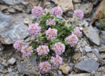 フランス ツール･ド･モンブラン 高山植物