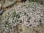 イタリア ツール･ド･モンブラン 高山植物