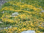 イタリア ツール･ド･モンブラン 高山植物