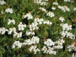 イタリア ツール･ド･モンブラン 高山植物