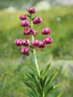 イタリア ツール･ド･モンブラン 高山植物