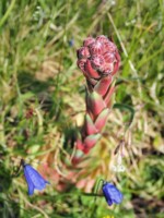 イタリア ツール･ド･モンブラン 高山植物