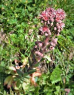 イタリア ツール･ド･モンブラン 高山植物