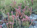 イタリア ツール･ド･モンブラン 高山植物