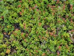 スイス ツール･ド･モンブラン 高山植物