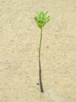沖縄県 西表島 浦内川