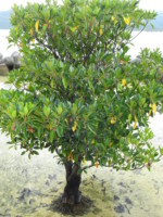 沖縄県 西表島 船浦港
