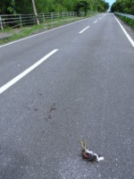 沖縄県 西表島 シロハラクイナ