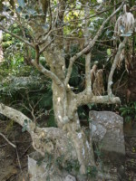 沖縄県 西表島 サキシマスオウノキ