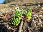 ネパール メラ･ピーク 高山植物