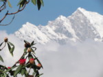 ネパール メラ･ピーク 高山植物