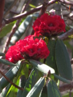 ネパール メラ･ピーク 高山植物