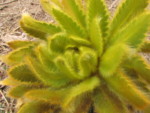 ネパール メラ･ピーク 高山植物