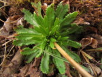 ネパール メラ･ピーク 高山植物