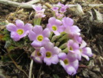 ネパール メラ･ピーク 高山植物