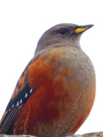 ネパール メラ･ピーク 鳥