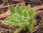 ネパール メラ･ピーク 高山植物