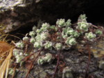 ネパール メラ･ピーク 高山植物