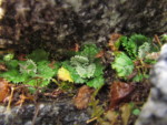 ネパール メラ･ピーク 高山植物