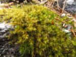 ネパール メラ･ピーク 高山植物