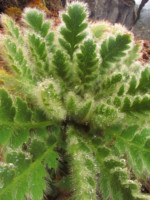 ネパール メラ･ピーク 高山植物