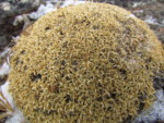 ネパール メラ･ピーク 高山植物