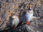 ネパール メラ･ピーク 鳥