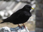 ネパール メラ･ピーク 鳥