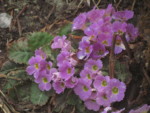 ネパール メラ･ピーク 高山植物