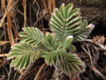 ネパール メラ･ピーク 高山植物