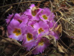 ネパール メラ･ピーク 高山植物