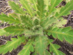 ネパール メラ･ピーク 高山植物