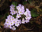 ネパール メラ･ピーク 高山植物