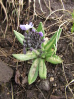 ネパール メラ･ピーク 高山植物