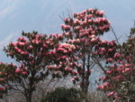 ネパール メラ･ピーク 高山植物