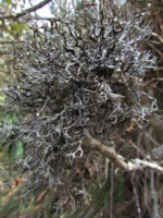 ネパール メラ･ピーク 高山植物
