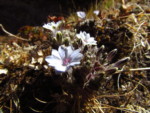 ネパール メラ･ピーク 高山植物