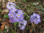 ネパール メラ･ピーク 高山植物