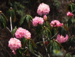 ネパール メラ･ピーク 高山植物