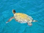 東京都 母島 東港 ウミガメ