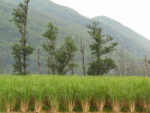沖縄県 伊平屋島 サトウキビ畑